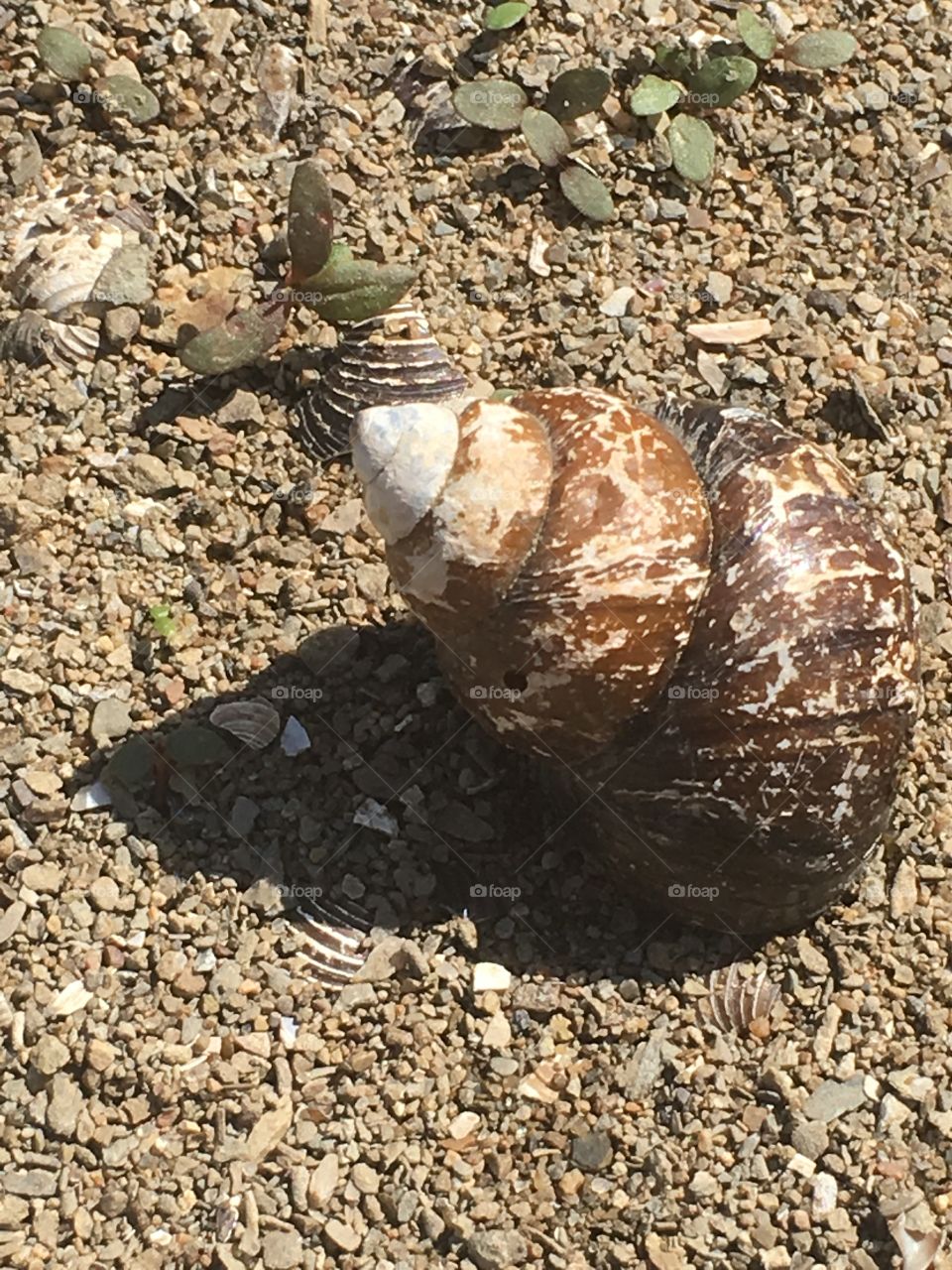 Shell by the creek