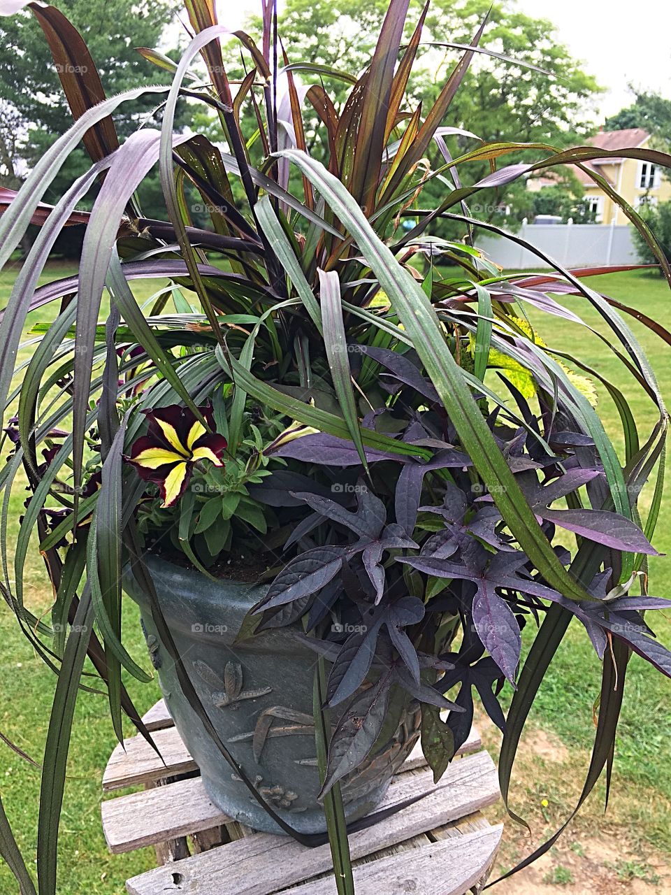 Purple grass flower pot