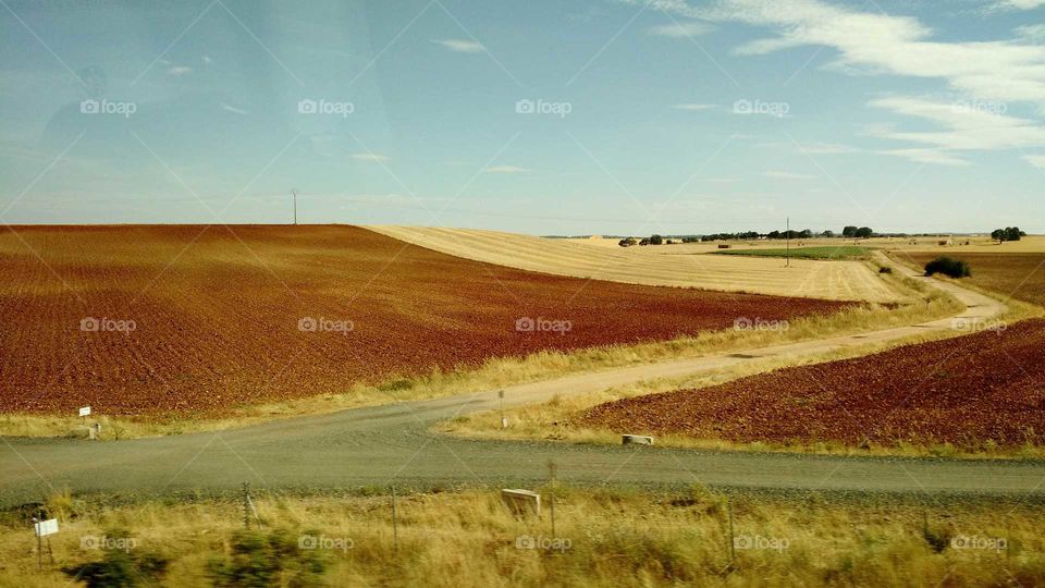 Wheat Field - Spain