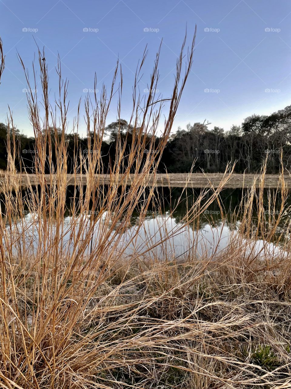 Went fishing for some bass last night at the big pond on the property. Caught this amazing reflection through the reeds, and oh yes, caught some bass!!