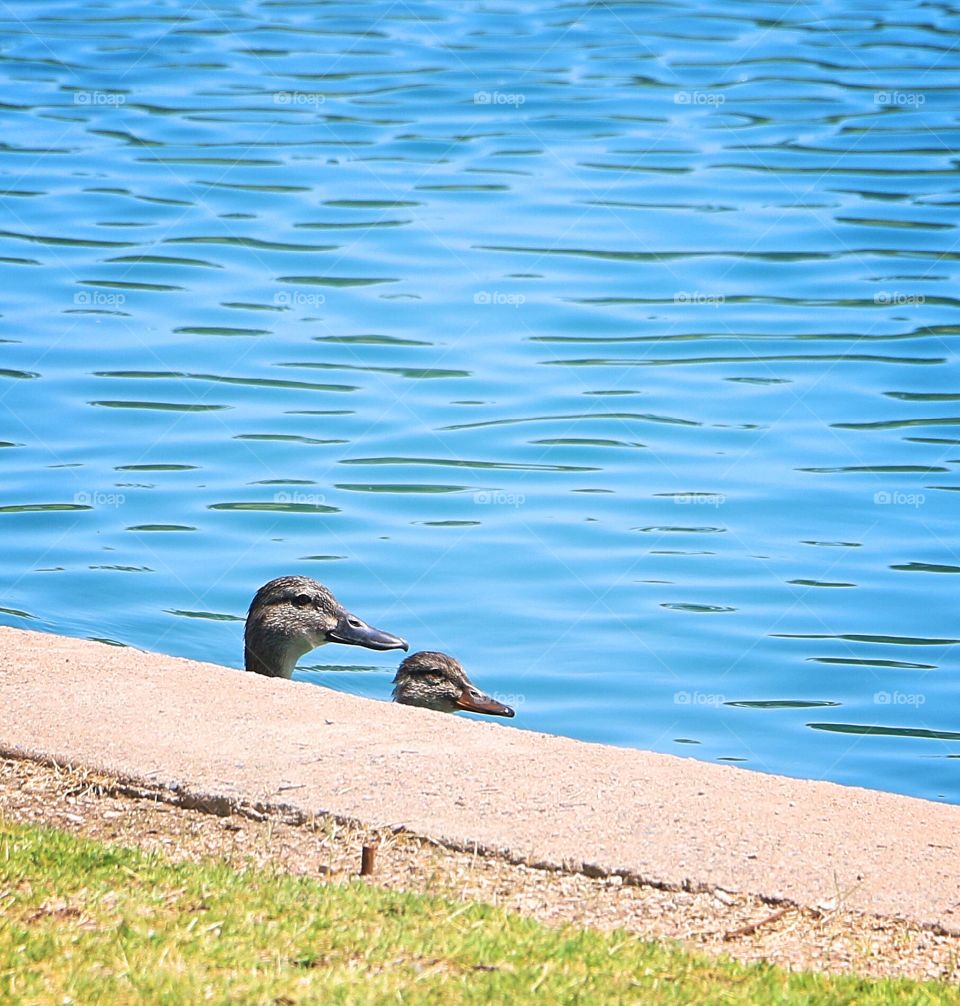 Ducks