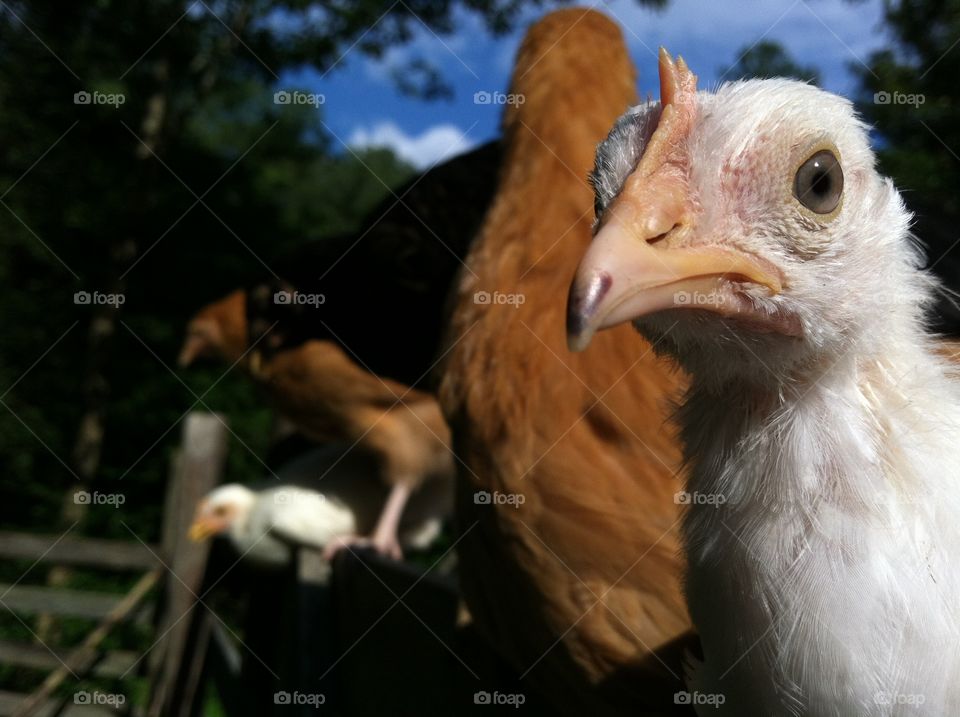 Chickens on a fence