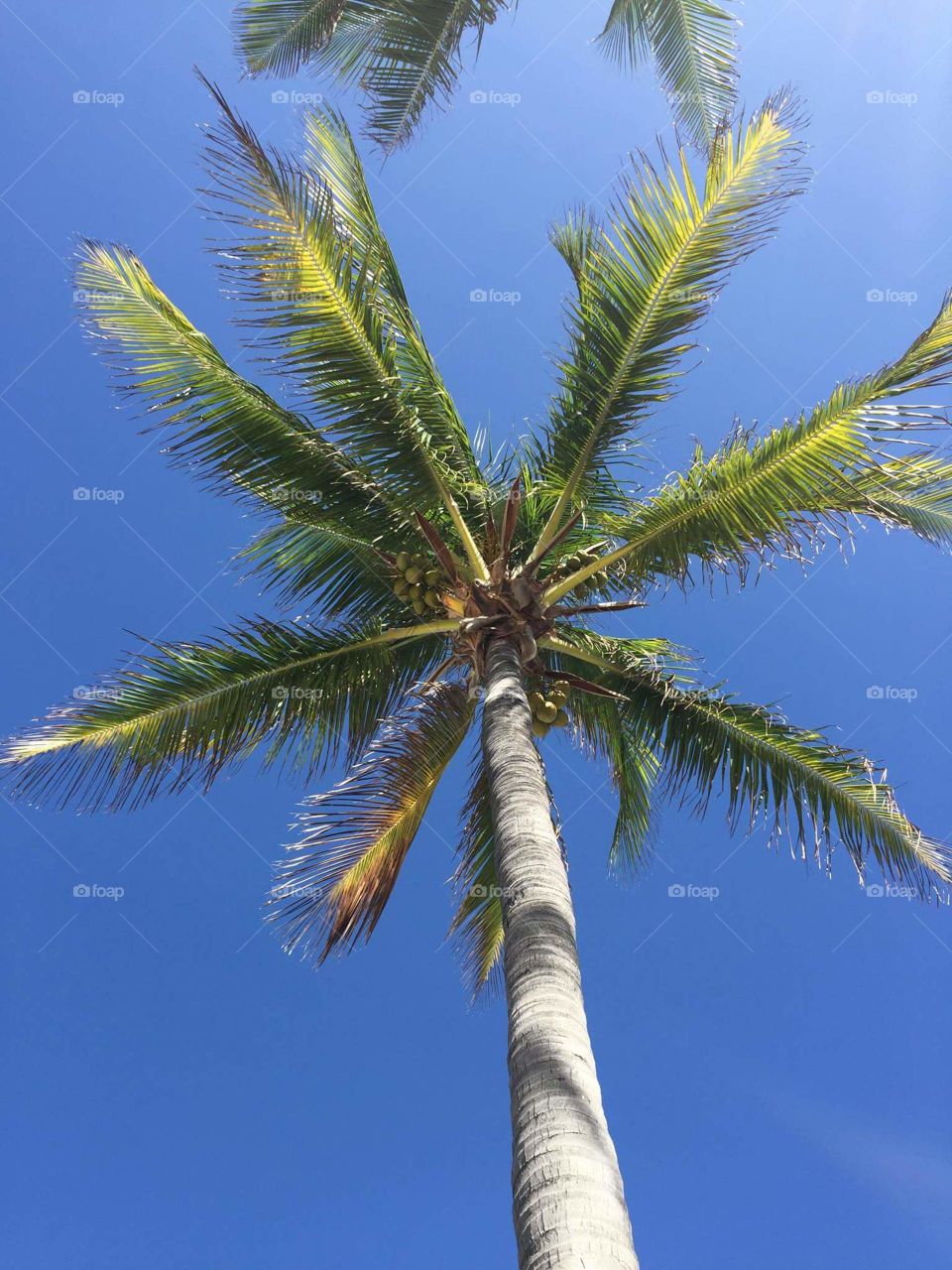 Palm Tree