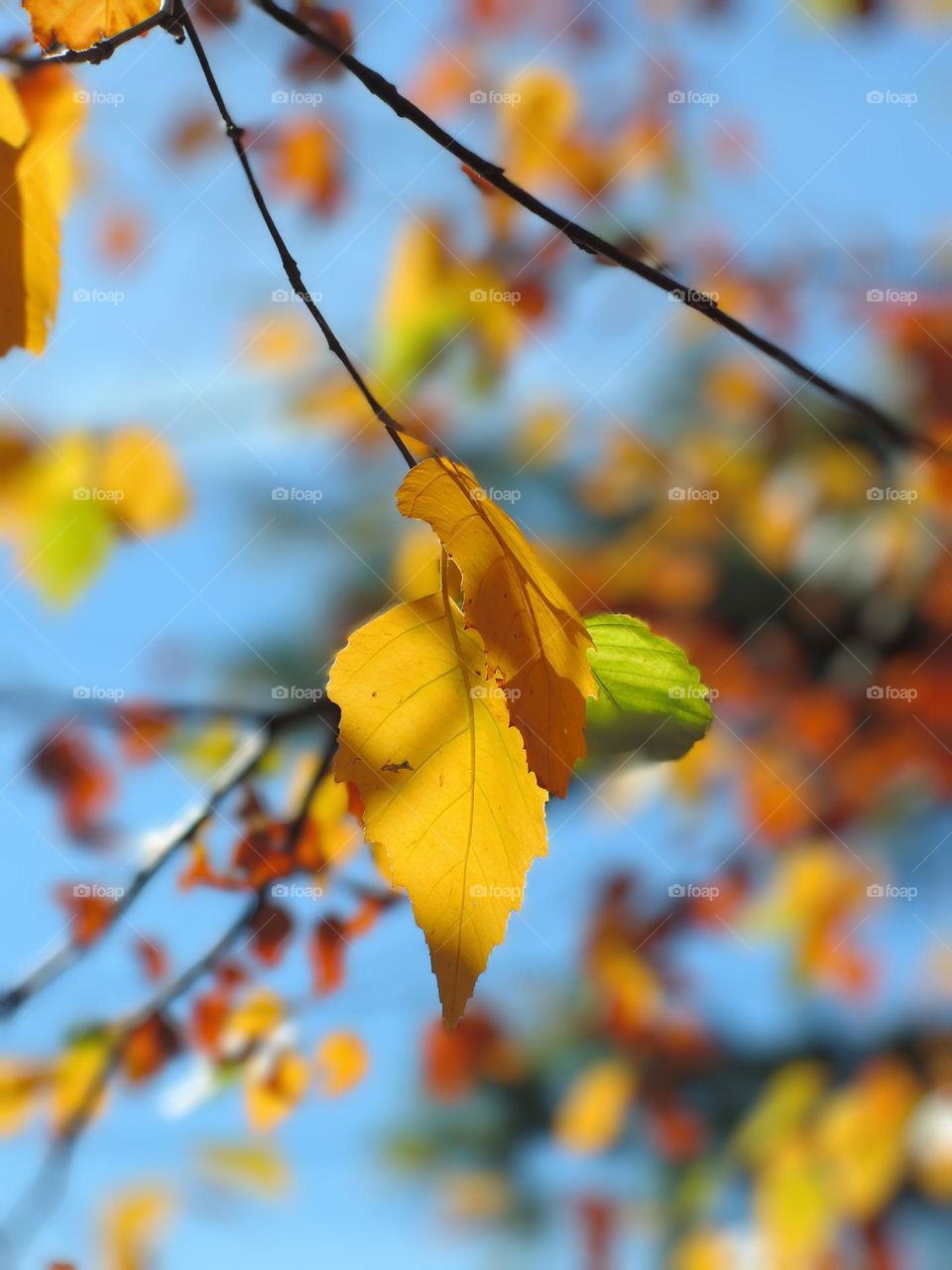 Autumn leaves