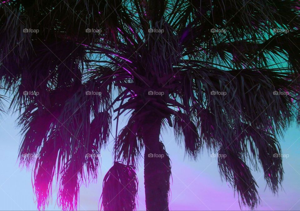 Glowing palm tree