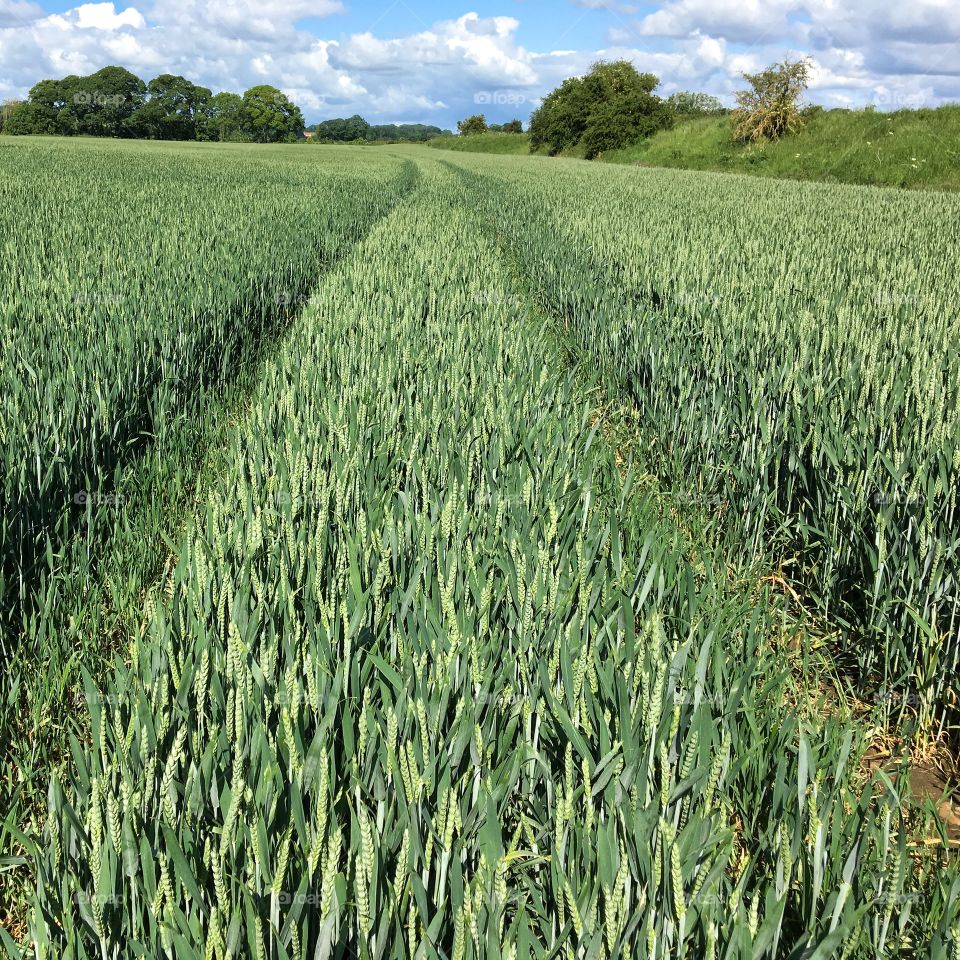 June 2019 ... Sunday river walk ... next to a farmers field 