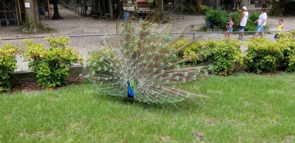 Peacock