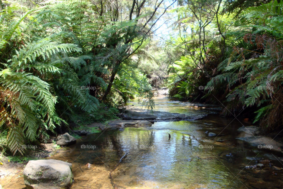 karunda australia river australia stream by Ros