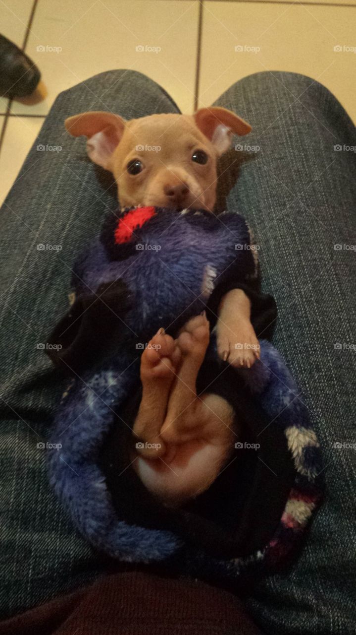 baby chihuahua