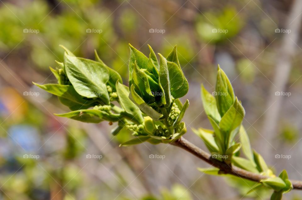 Close-up of plant stem