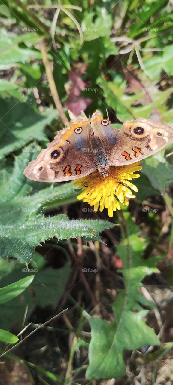 Daytime peacock's eye