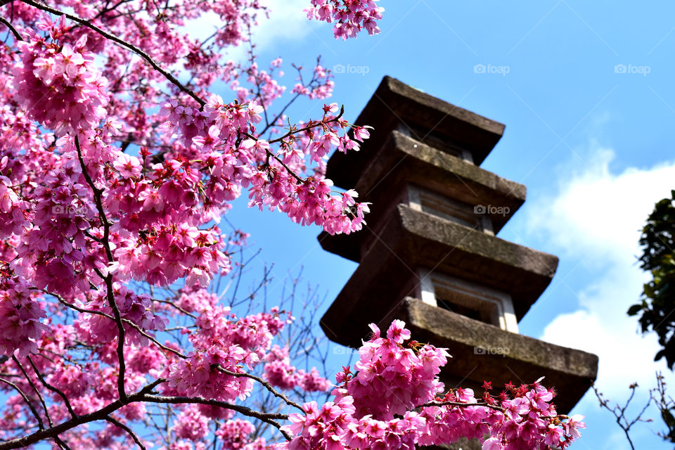 Sakura and thirteen-story stone pagoda