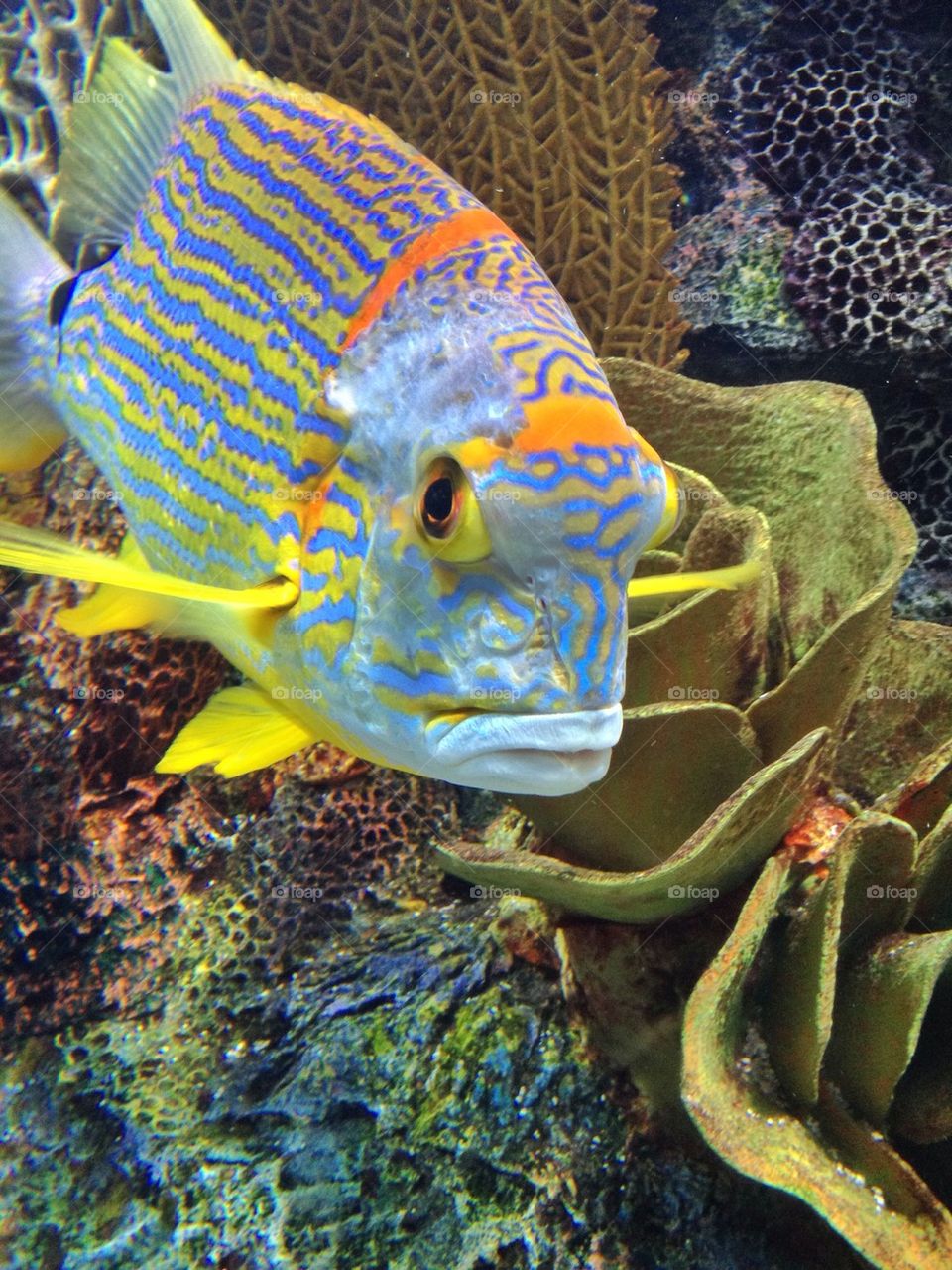 Awesome looking fish 