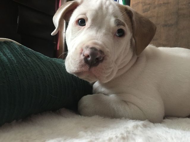 Cute dog