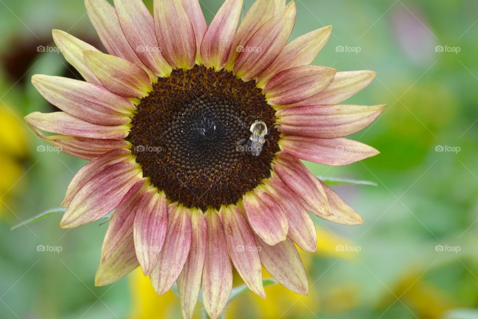 Red Sunflower and Bee