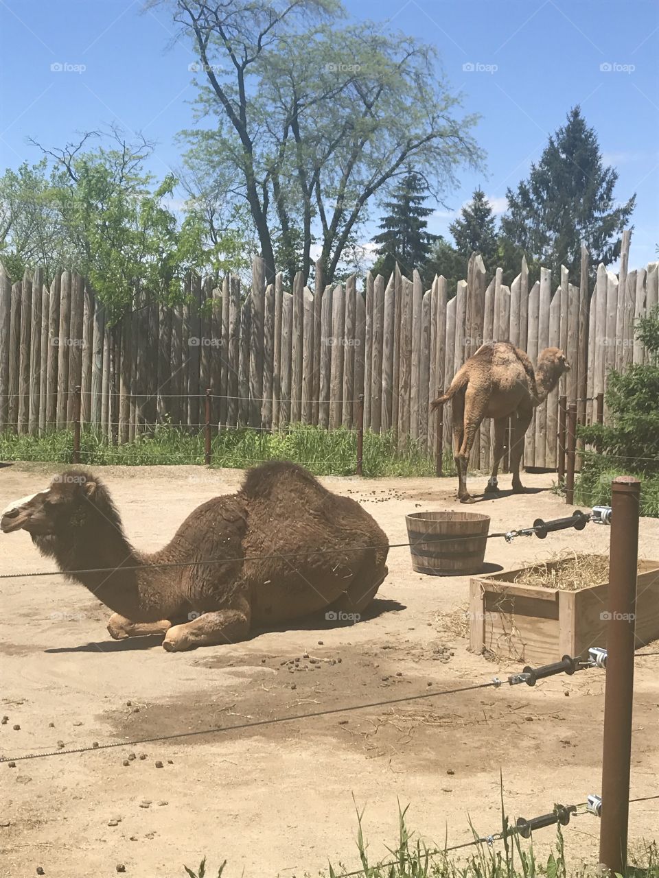 Camel rides, anyone? Most of the animals were lazy on this spring day!