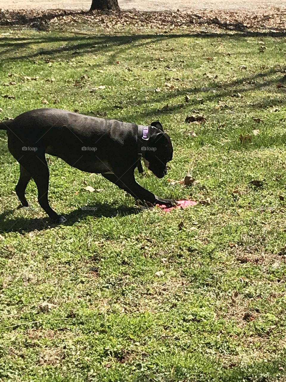 Playing frisbee in the sun