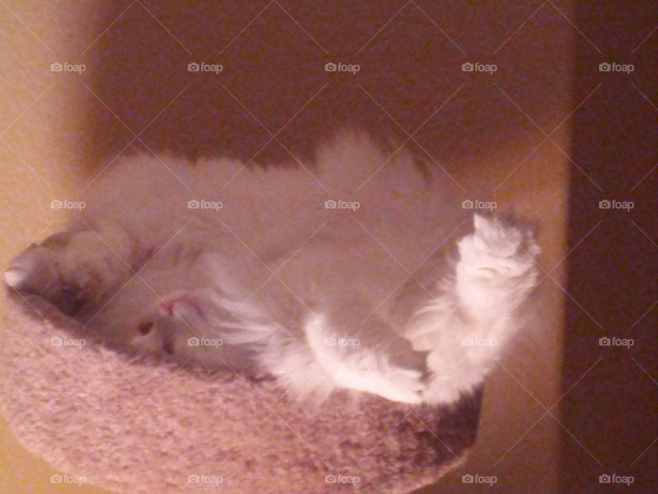 Kitty is sleeping on his condo.