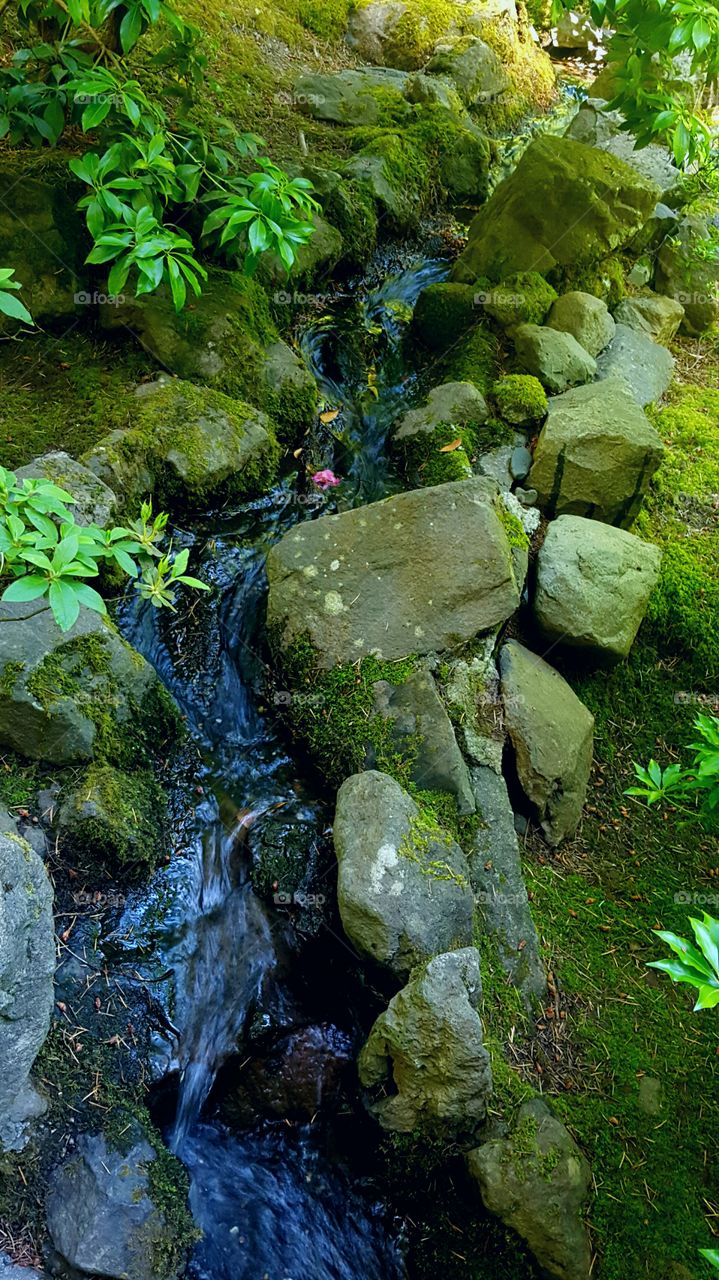 stream in garden
