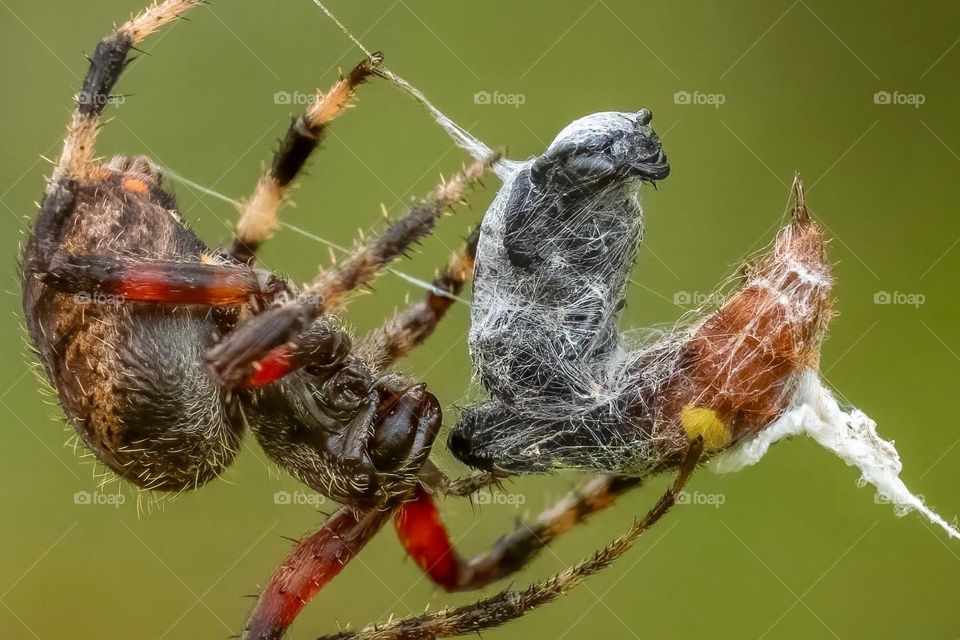 A red-femured Spotted Orbweaver wraps up a Two-spotted Scoliid Wasp, while avoiding the stinger. 