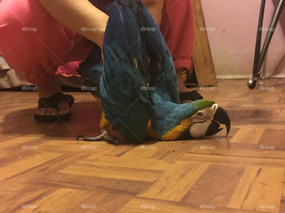 COCO Macaw