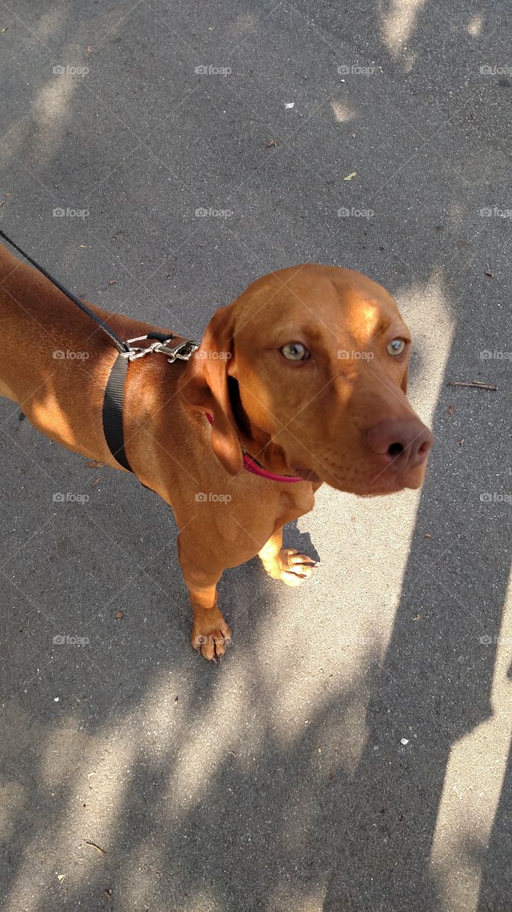 Dog, Canine, Portrait, Mammal, No Person