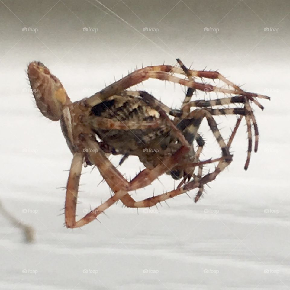 Two spiders locked in battle. The one on the right, inside the legs of the other, emerged victorious. The one on the left was tossed away from the web and remained stunned for some minutes.