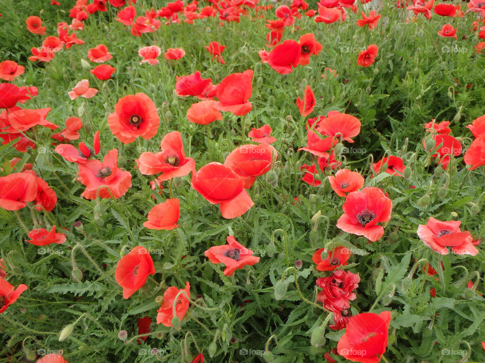 Red poppies