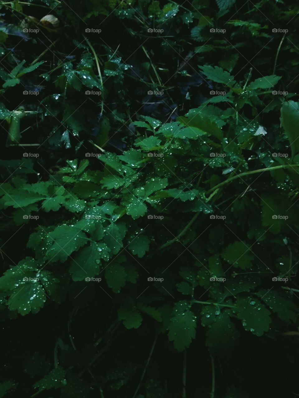 raindrops on the green leaves