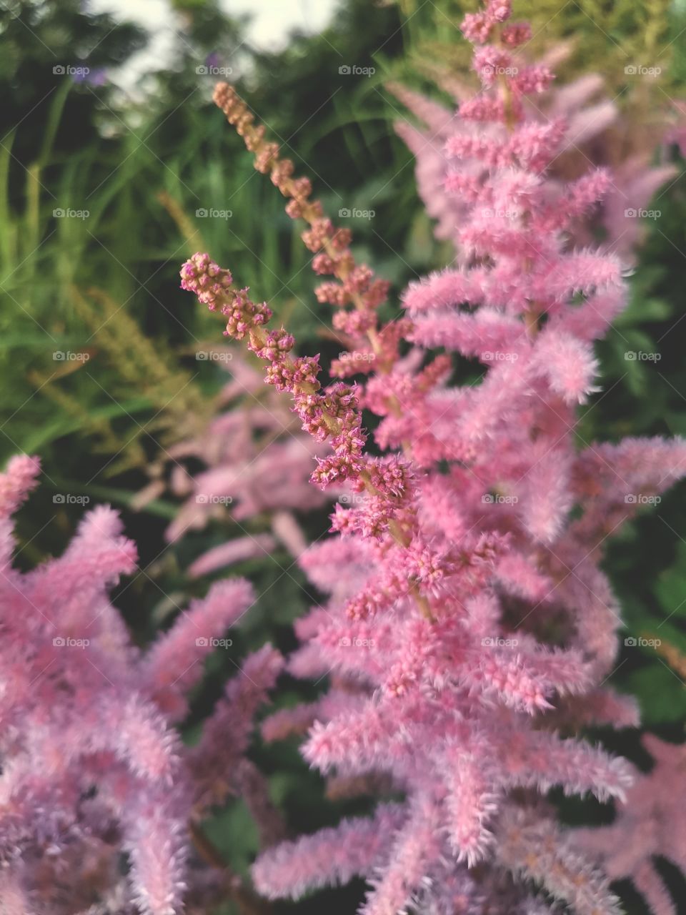 ◐  🌸  Astilbe Pink Flowers Blooming
◐  💞  Summer Time
◐  😍  Beautiful Nature Photography To Enjoy Watching
