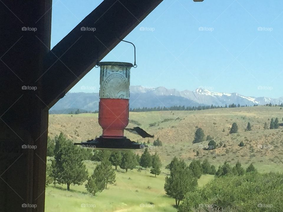 Feeding hummingbirds 