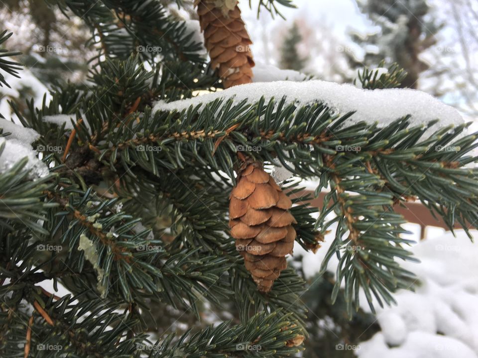 Pine cone 