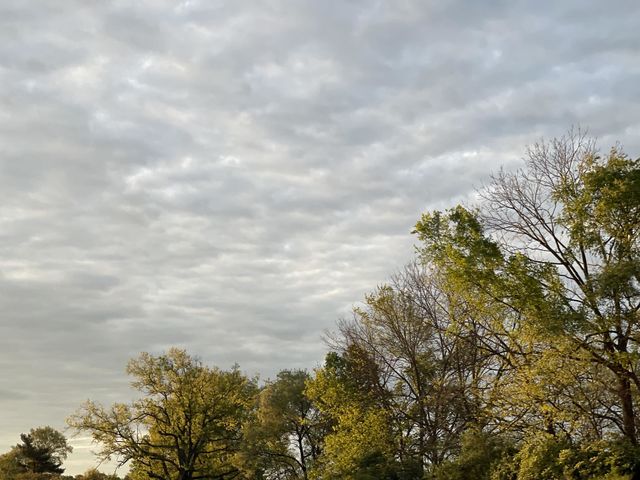 Forest View