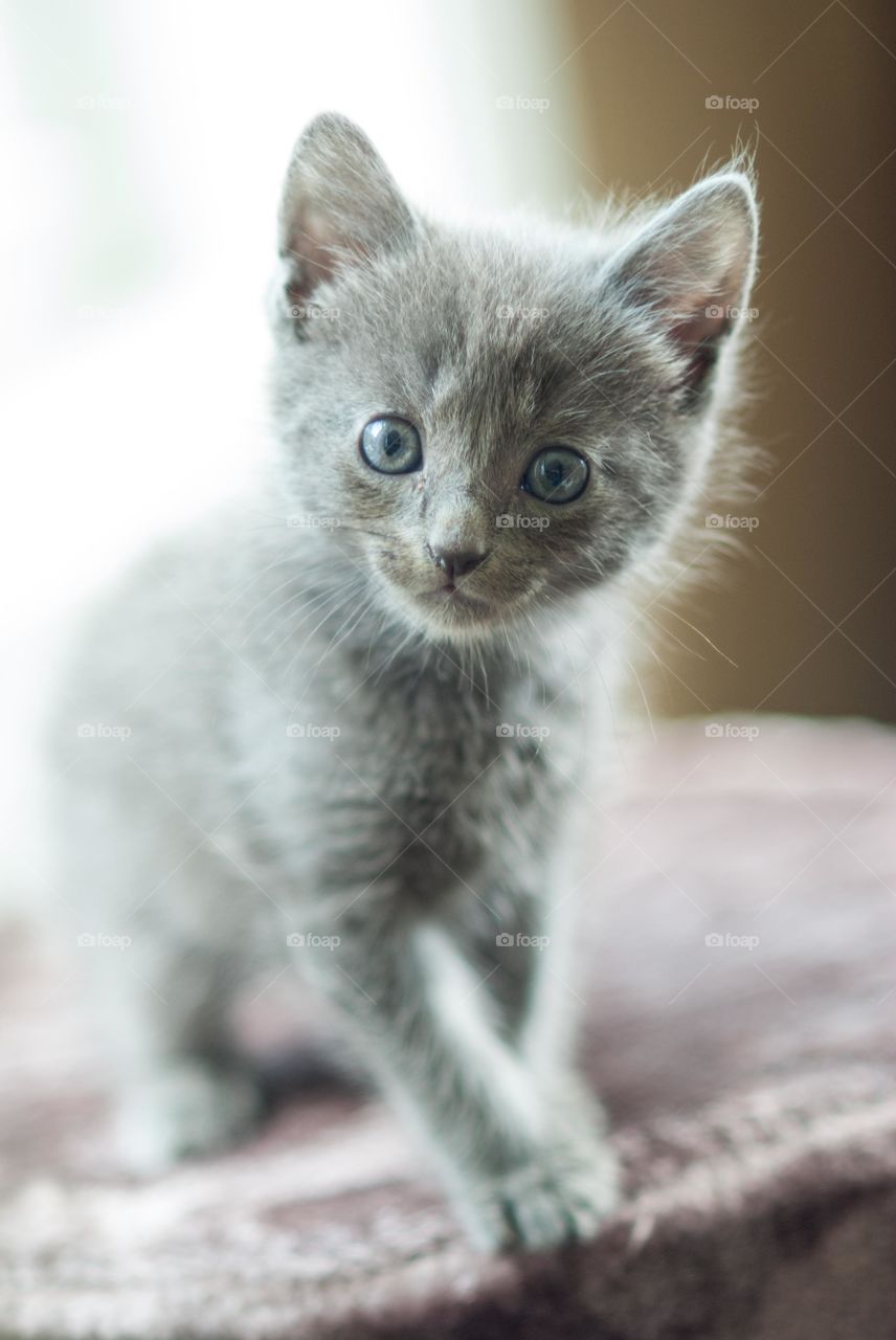 Close-up of a cat