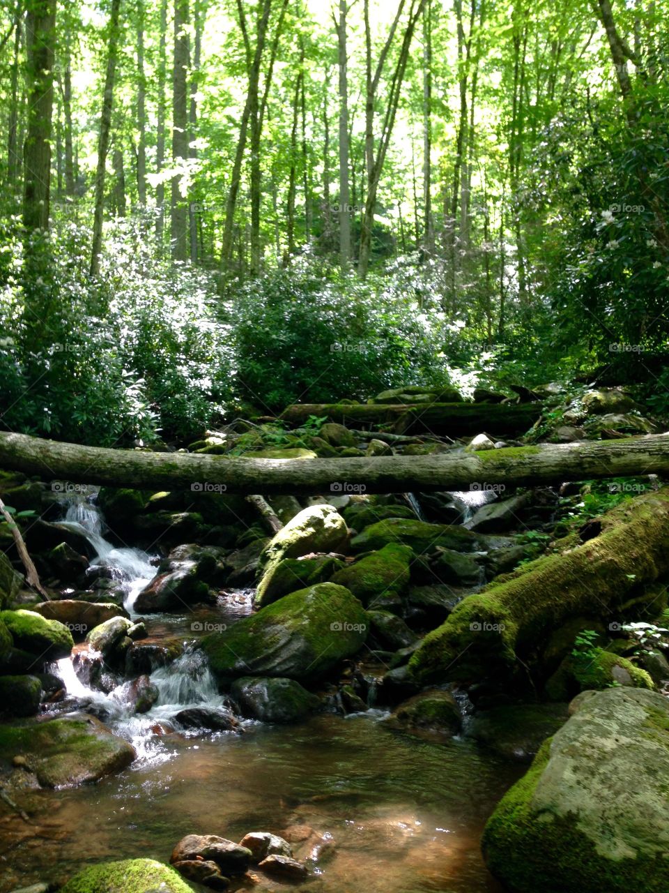 Cold, Refreshing Mountain Creek. Virtually undiscovered lushness 