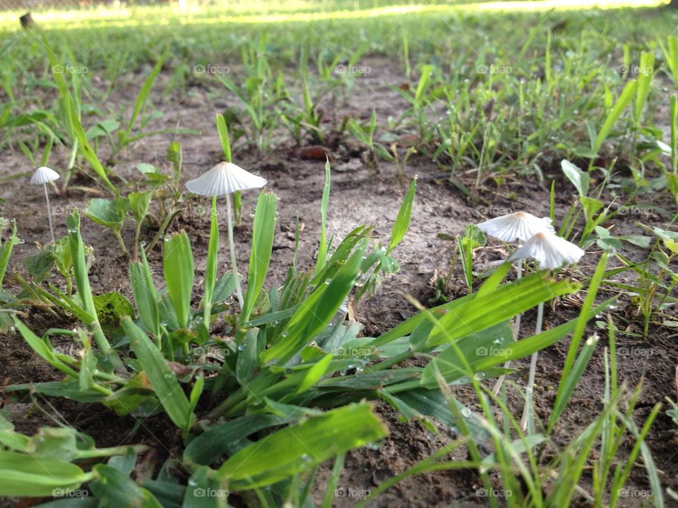 Mushrooms in grass 