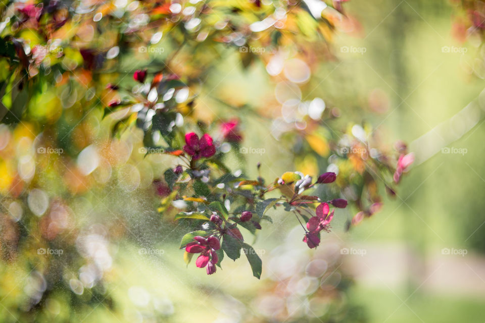 Blossom branch of crabapple at sunny day