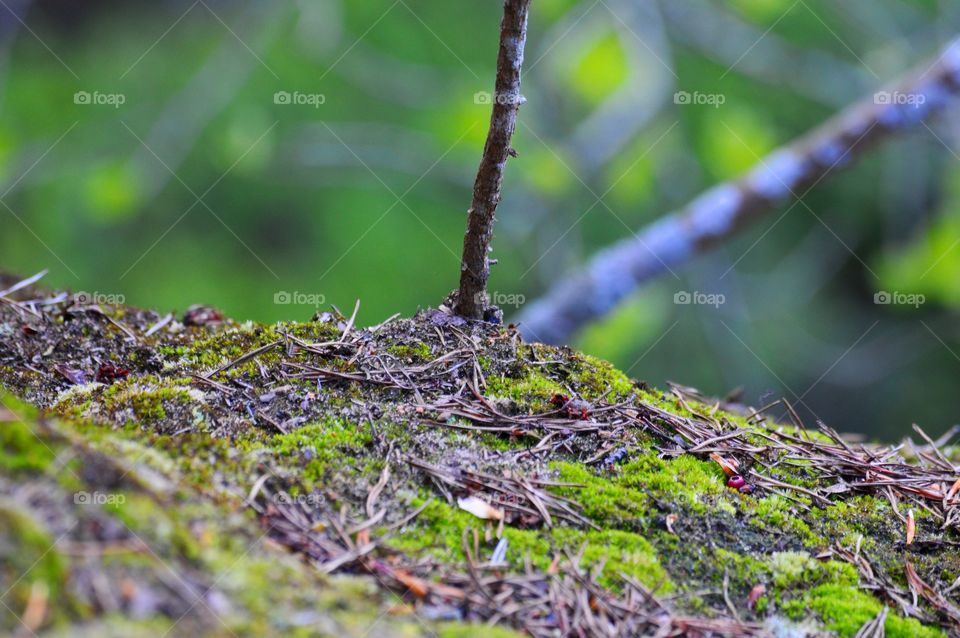 Abstract Forest Floor