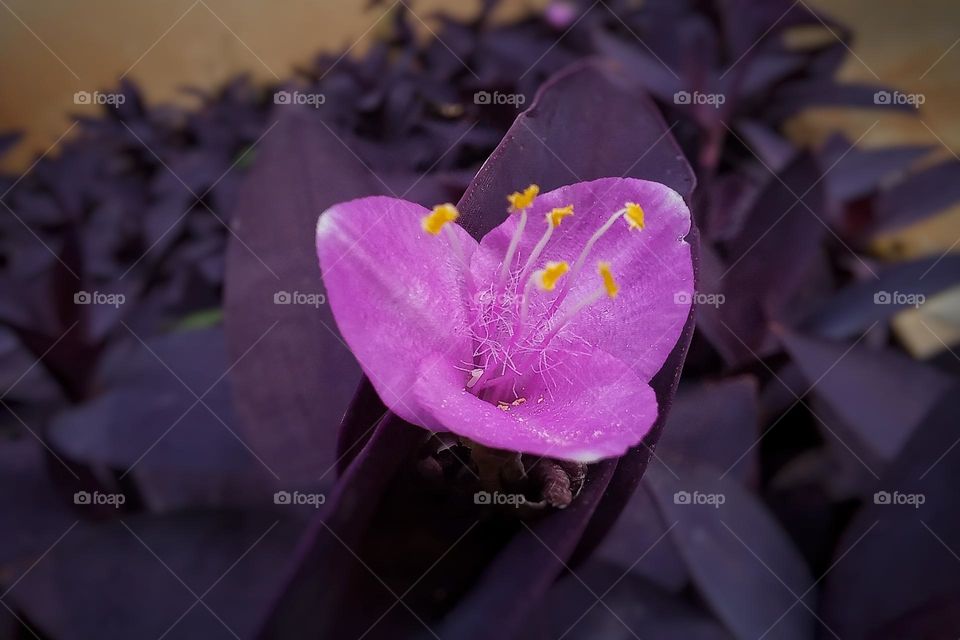 Tradescantia Pallida