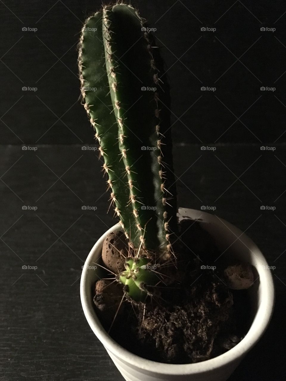 High angle view of potted cactus