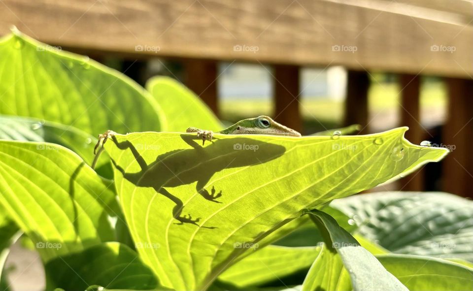 Little Lizzard enjoying the morning sun on our porch