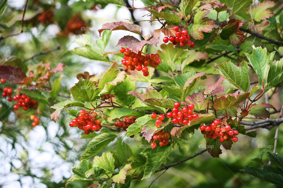 Red viburnum berries