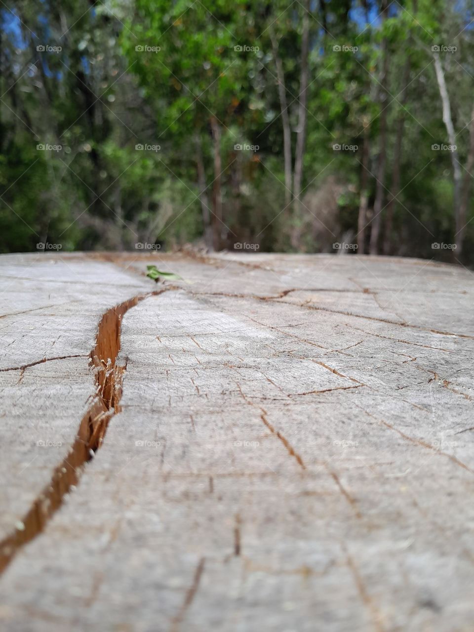 the top of a tree stump, to look closely, then shall see a tiny plant growing from the cracks.
