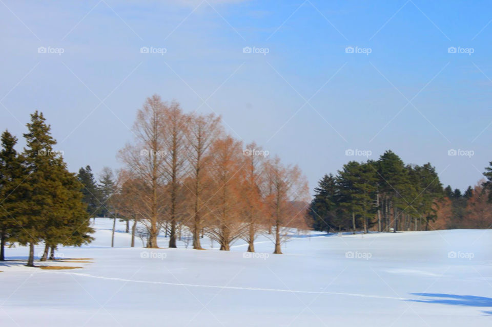 Winterscape