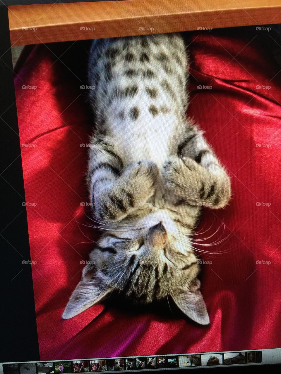 Tabby kitten spotted belly