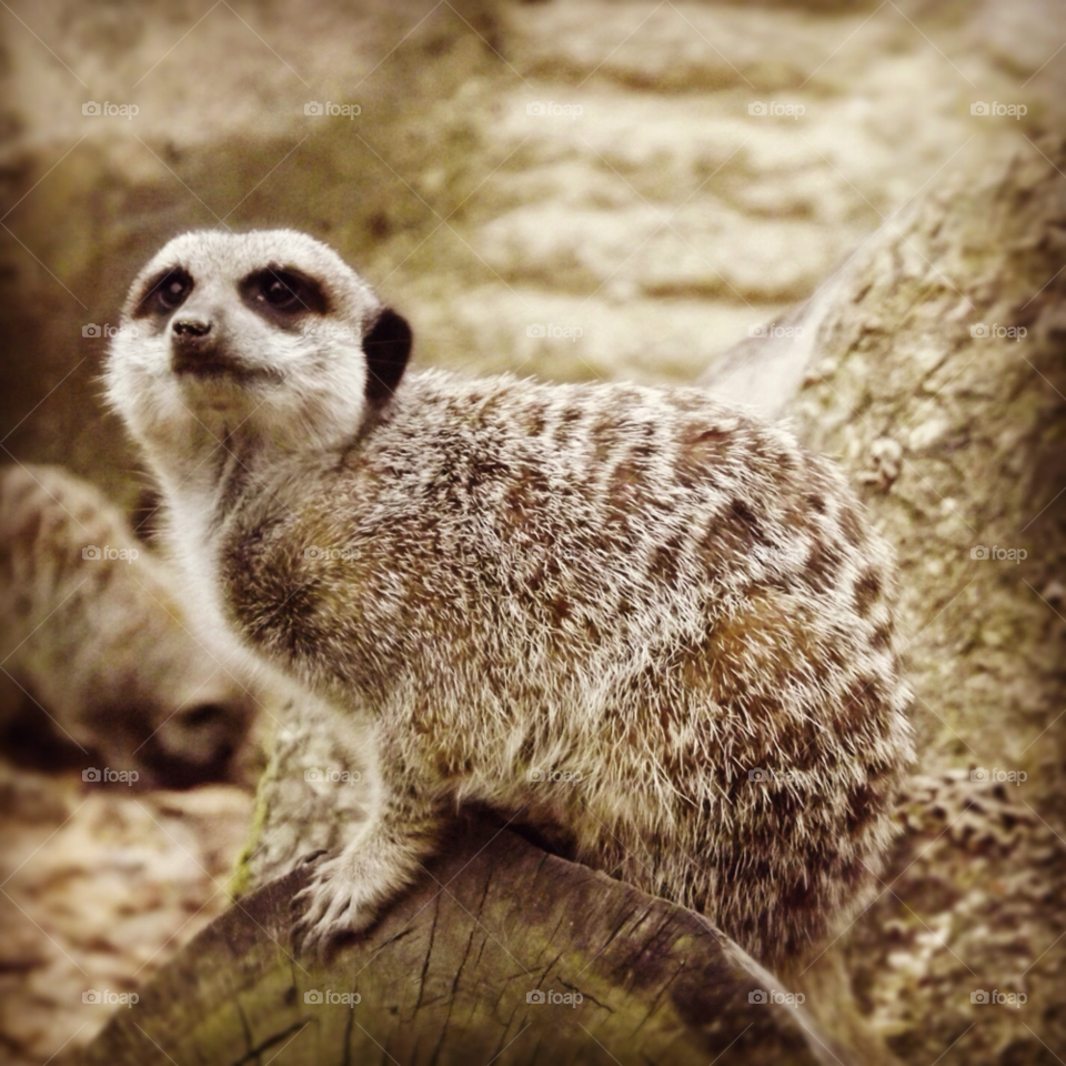 meerkat longleat by andrewjm88
