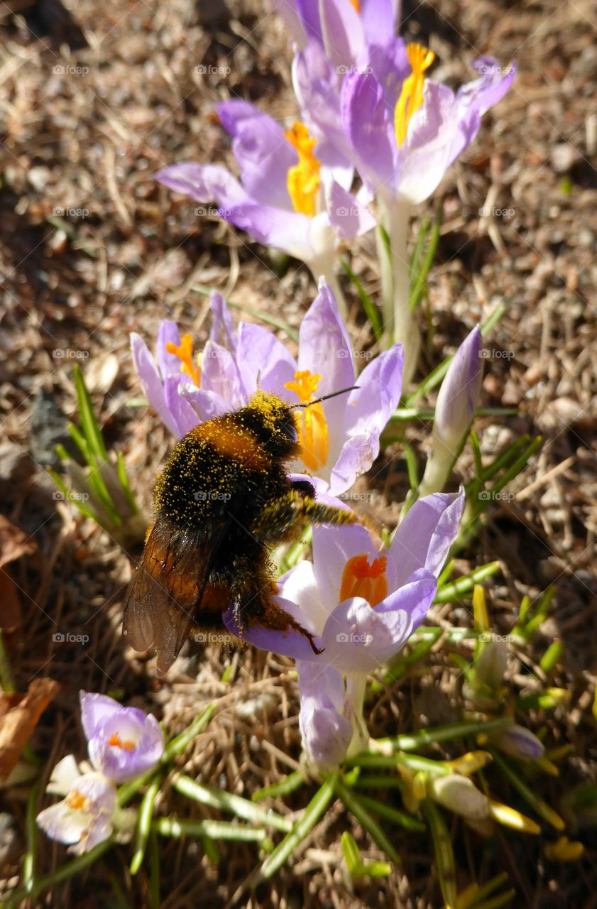 Humble bee in crocus