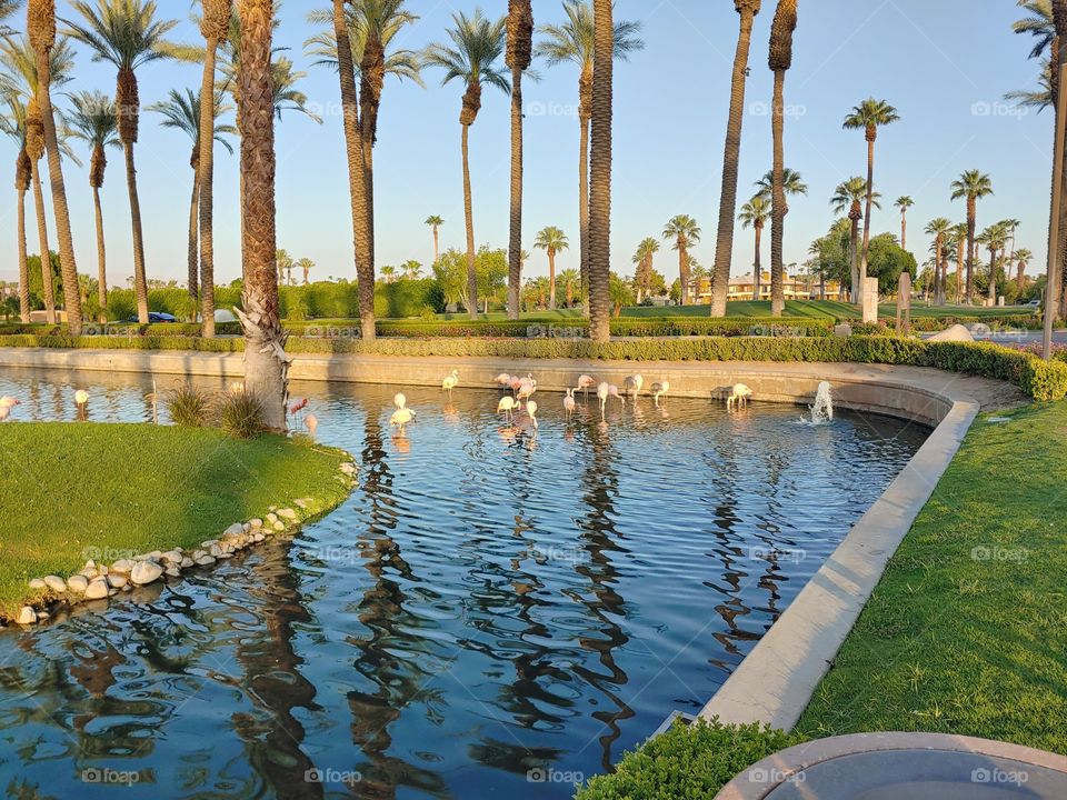 The photo shows flock of flamingos on a man made pond at Desert Palm Springs Resort