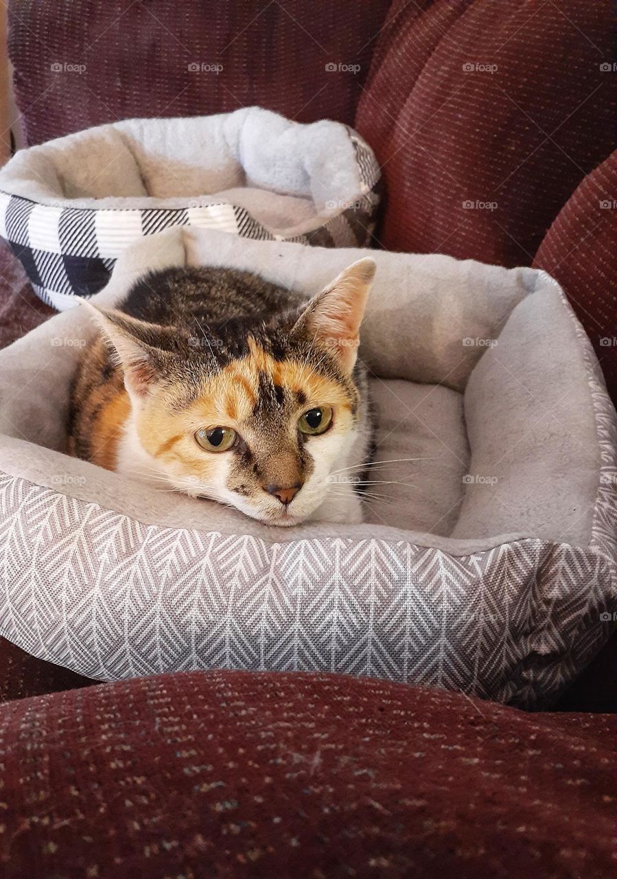 My sweet calico cat Daisy is laying in one of two cat beds on the burgundy loveseat. She is not looking at the camera.