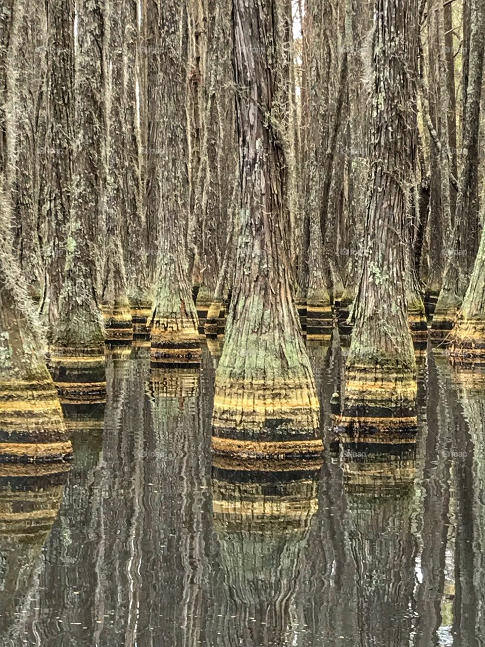 Cypress trees with pollen rings seen while kayaking lake